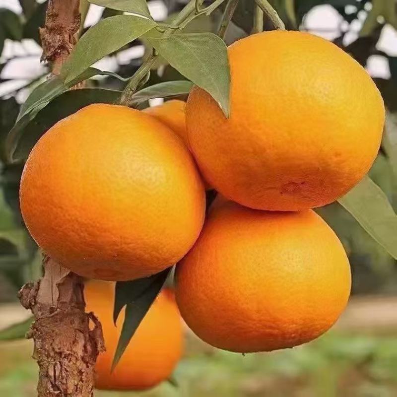 爱媛