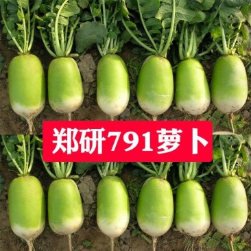 白萝卜1.5-2斤货