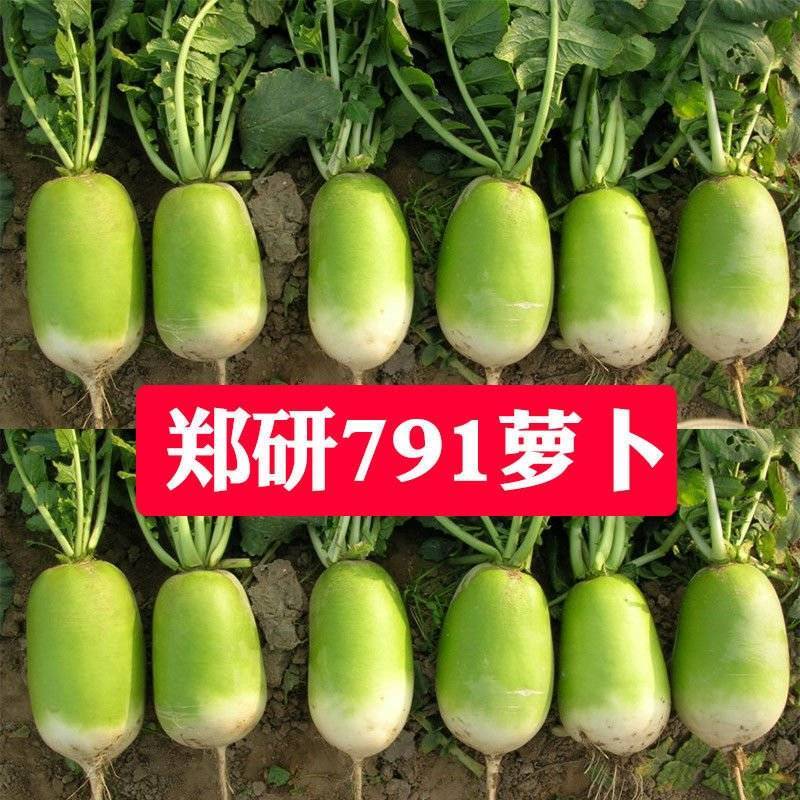 白萝卜1.5-2斤货