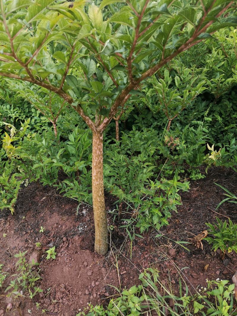 花魔芋，魔芋豆腐，一代种，二代种，质量好，价格优货源充足