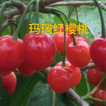 玛瑙红樱桃苗