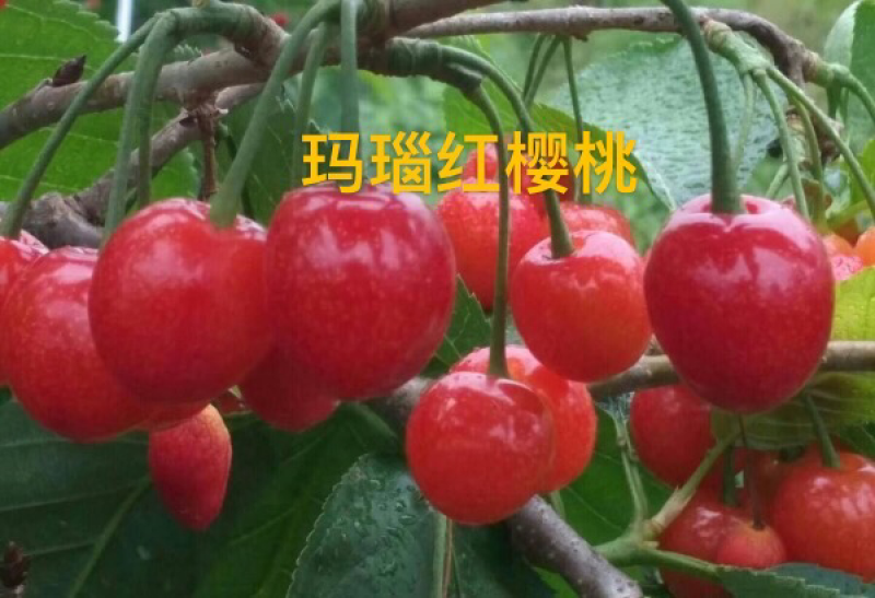 玛瑙红樱桃苗