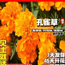 孔雀草种子花种子【90天超长花期】【芽率98%】包邮