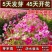 波斯菊种子花海种子花种子95%芽率播种40天开花包邮