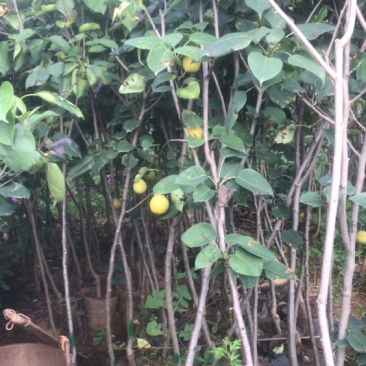 早熟红梨