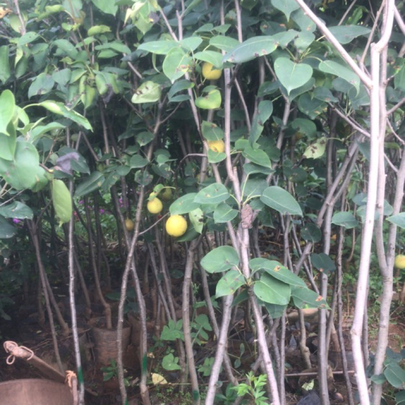 早熟红梨