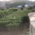 早熟红梨