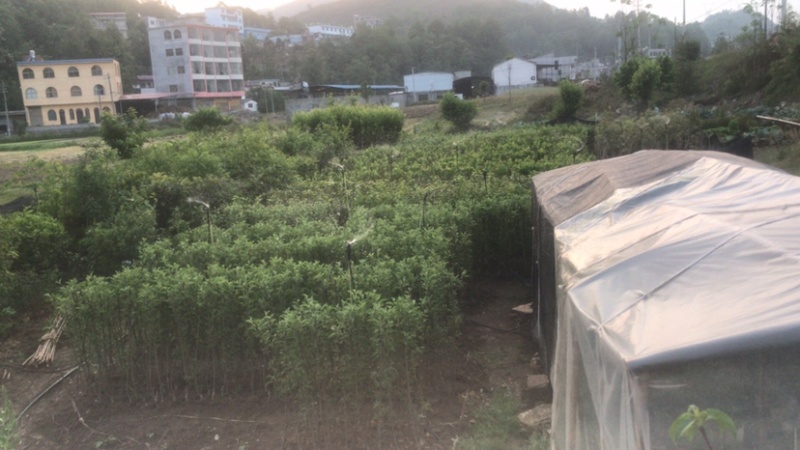 早熟红梨