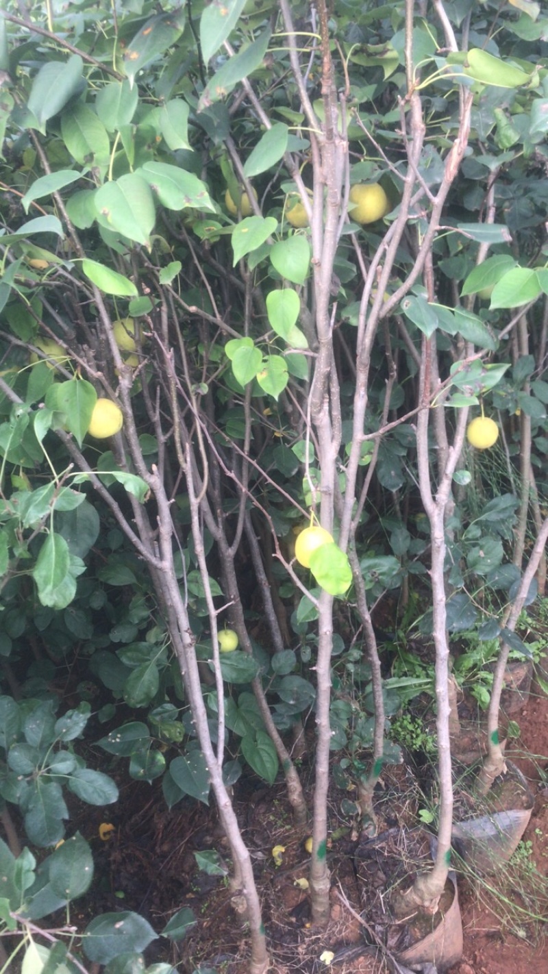 早熟红梨