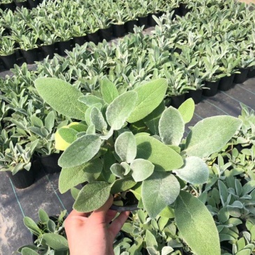 棉毛水苏盆栽多年生耐热耐寒宿根银色系植物阳台庭院花镜