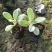 棉毛水苏盆栽多年生耐热耐寒宿根银色系植物阳台庭院花镜