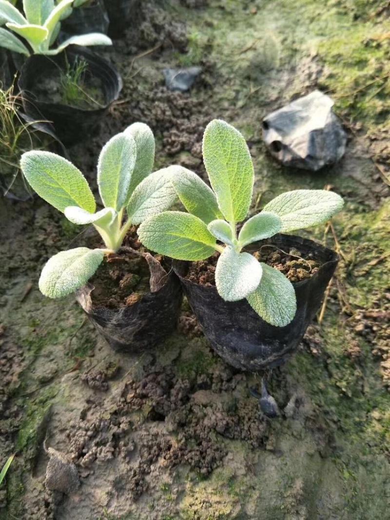 棉毛水苏盆栽多年生耐热耐寒宿根银色系植物阳台庭院花镜