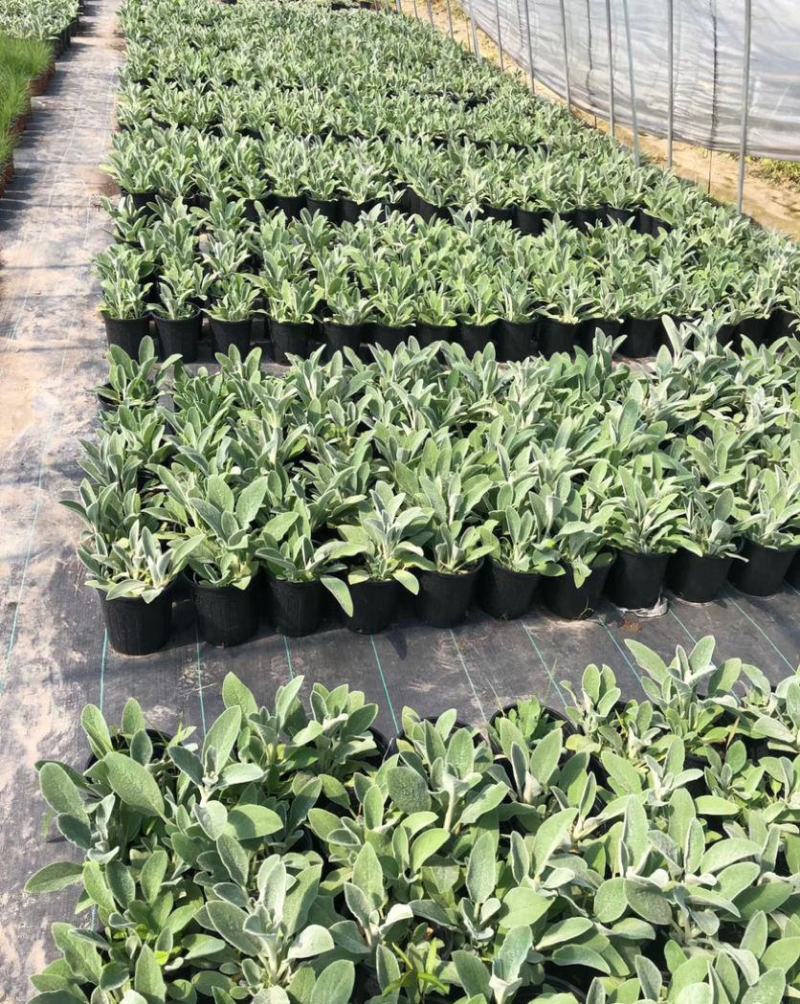 棉毛水苏盆栽多年生耐热耐寒宿根银色系植物阳台庭院花镜
