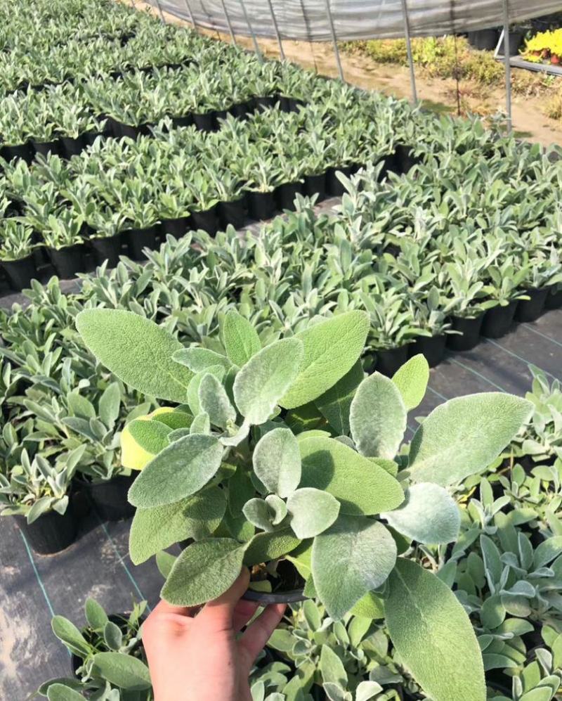 棉毛水苏盆栽多年生耐热耐寒宿根银色系植物阳台庭院花镜