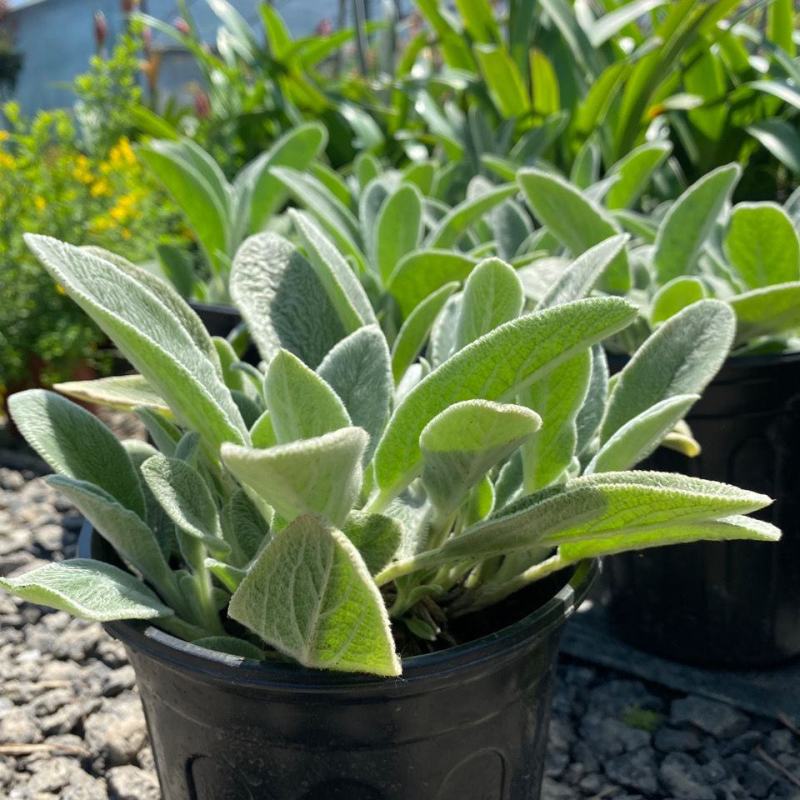 棉毛水苏盆栽多年生耐热耐寒宿根银色系植物阳台庭院花镜