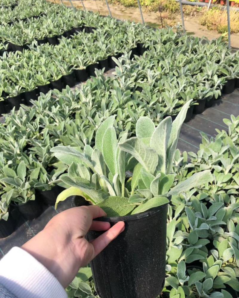 棉毛水苏盆栽多年生耐热耐寒宿根银色系植物阳台庭院花镜