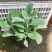 棉毛水苏盆栽多年生耐热耐寒宿根银色系植物阳台庭院花镜