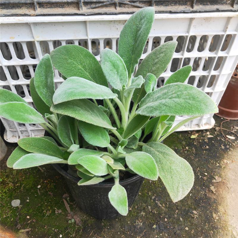 棉毛水苏盆栽多年生耐热耐寒宿根银色系植物阳台庭院花镜