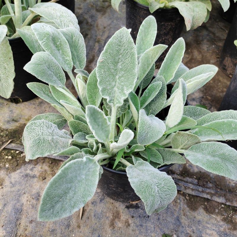 棉毛水苏盆栽多年生耐热耐寒宿根银色系植物阳台庭院花镜