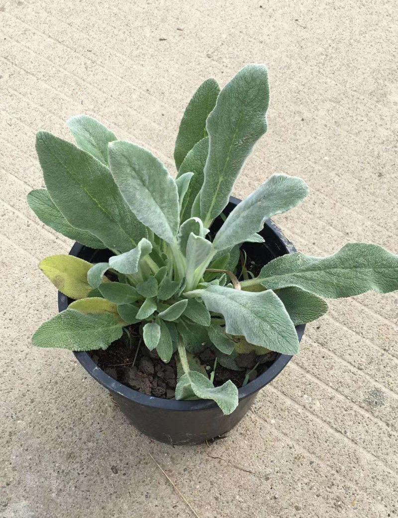 棉毛水苏盆栽多年生耐热耐寒宿根银色系植物阳台庭院花镜