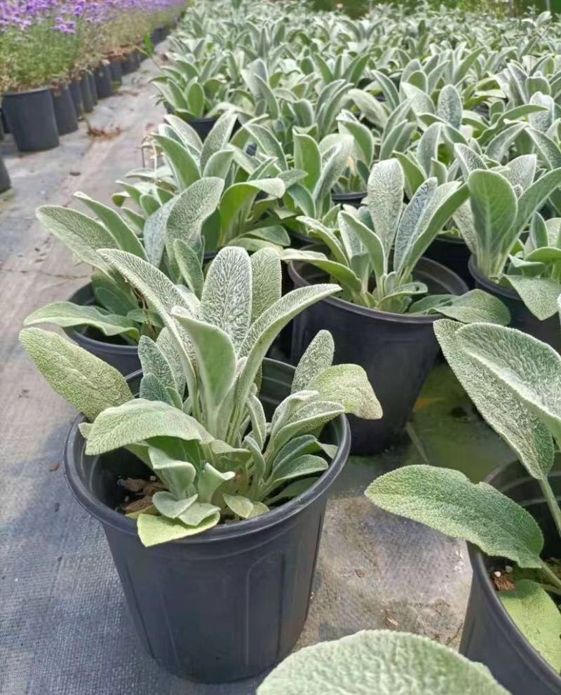 棉毛水苏盆栽多年生耐热耐寒宿根银色系植物阳台庭院花镜