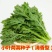 光杆茼蒿种子小叶茼蒿种孑皇帝菜冬季耐寒春季四季蔬菜秋季种