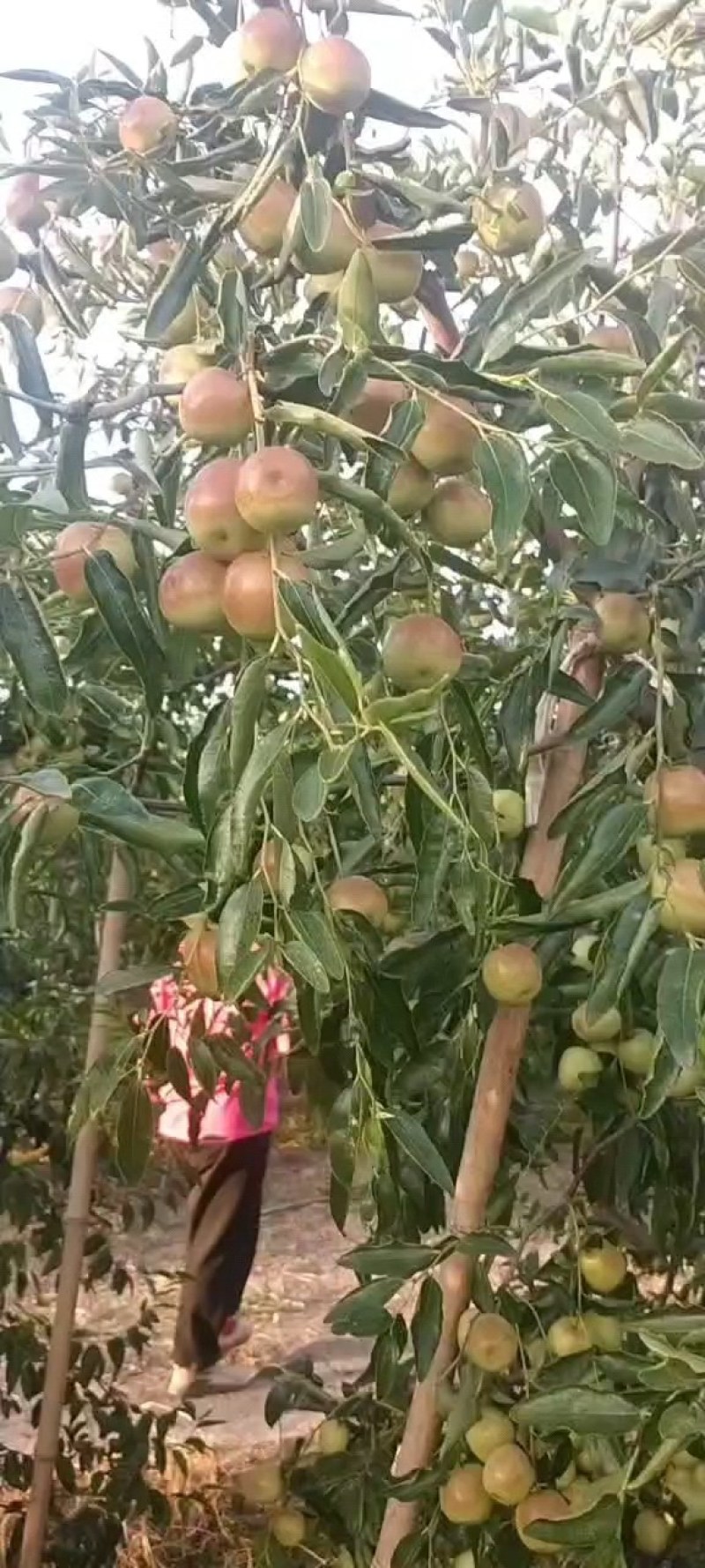 冬枣大量供应商，实力代办，欢迎各大客商实地洽谈