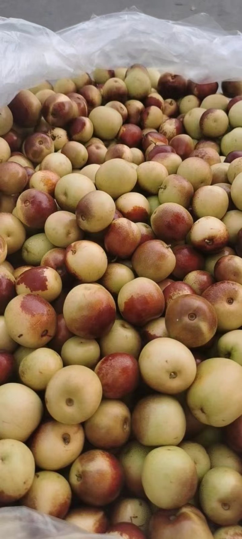 冬枣大量供应商，实力代办，欢迎各大客商实地洽谈