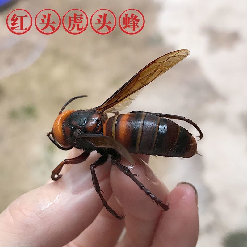 金环虎头蜂地洞蜂马蜂泡酒马蜂虎头蜂包邮