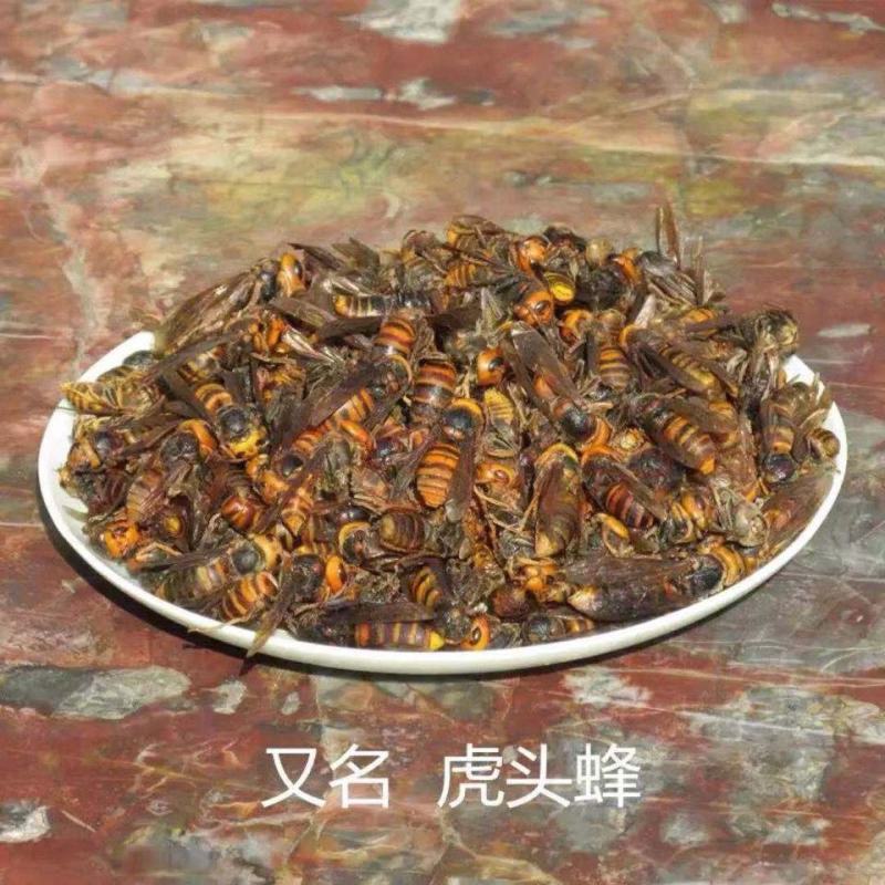 金环虎头蜂地洞蜂马蜂泡酒马蜂虎头蜂包邮