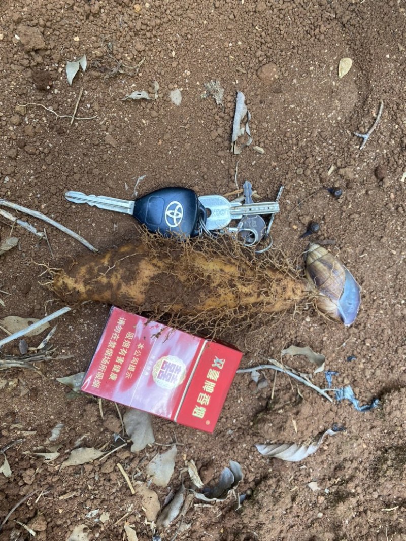 红泥毛薯上市了欢迎咨询