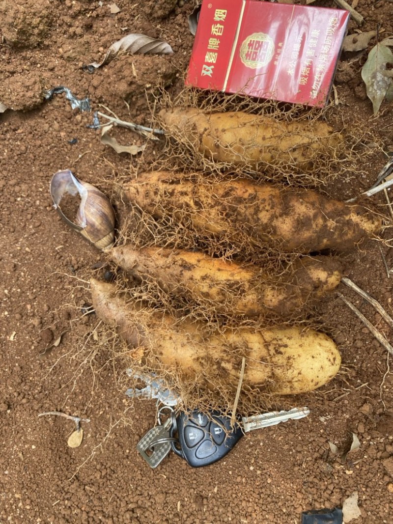 红泥毛薯上市了欢迎咨询