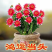 山东花卉苗木