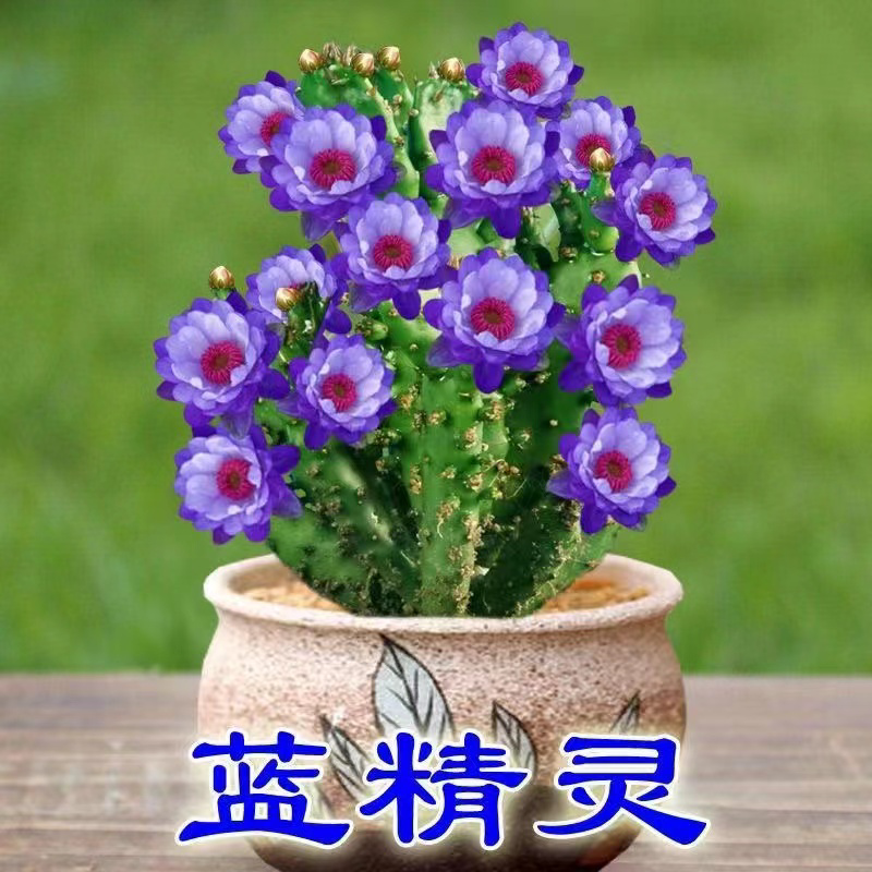 山东花卉苗木