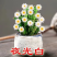山东花卉苗木