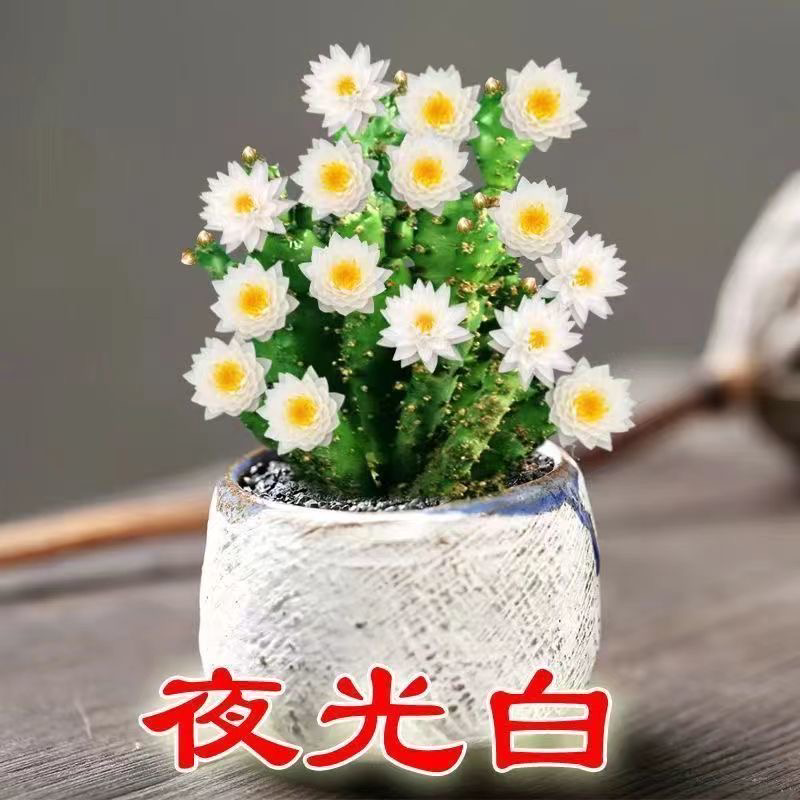山东花卉苗木