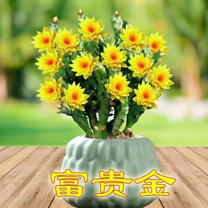 山东花卉苗木