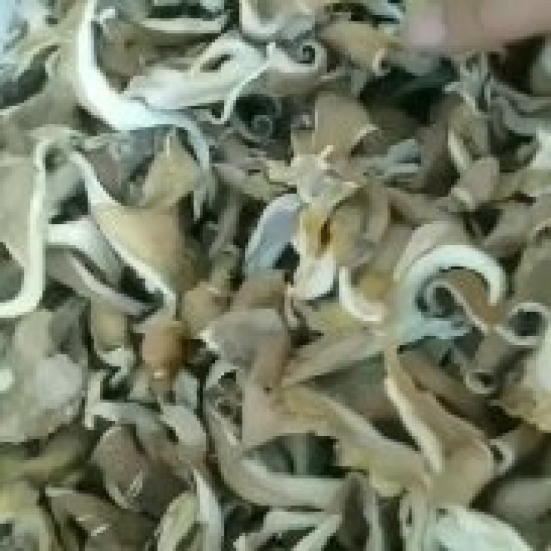 大量批发2O24年平菇干干货