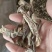 大量批发2O24年平菇干干货