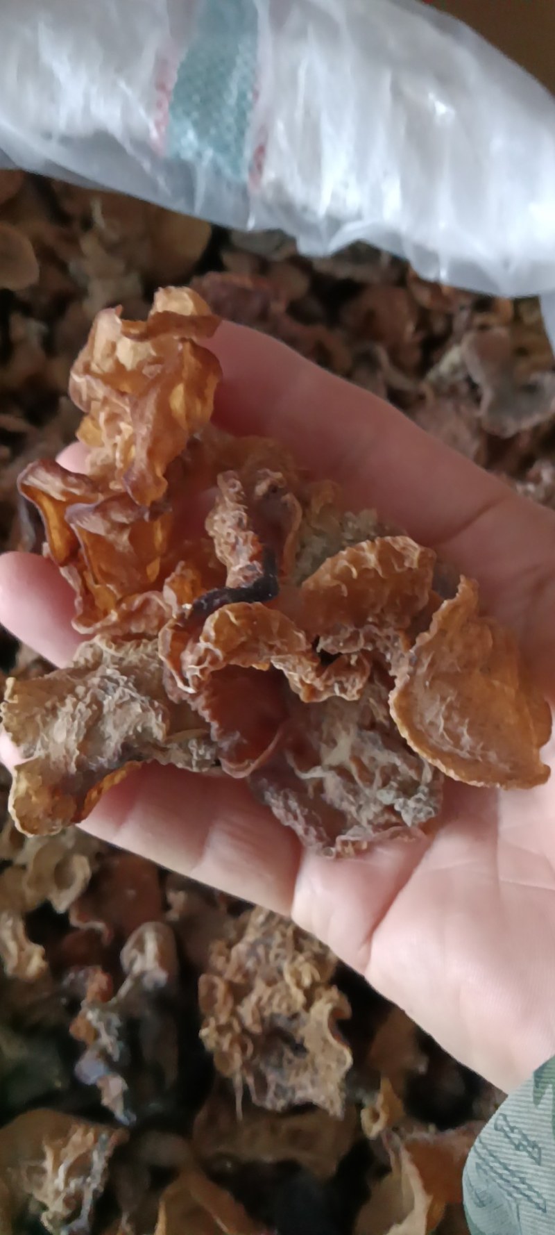 大量批发2O24年平菇干干货