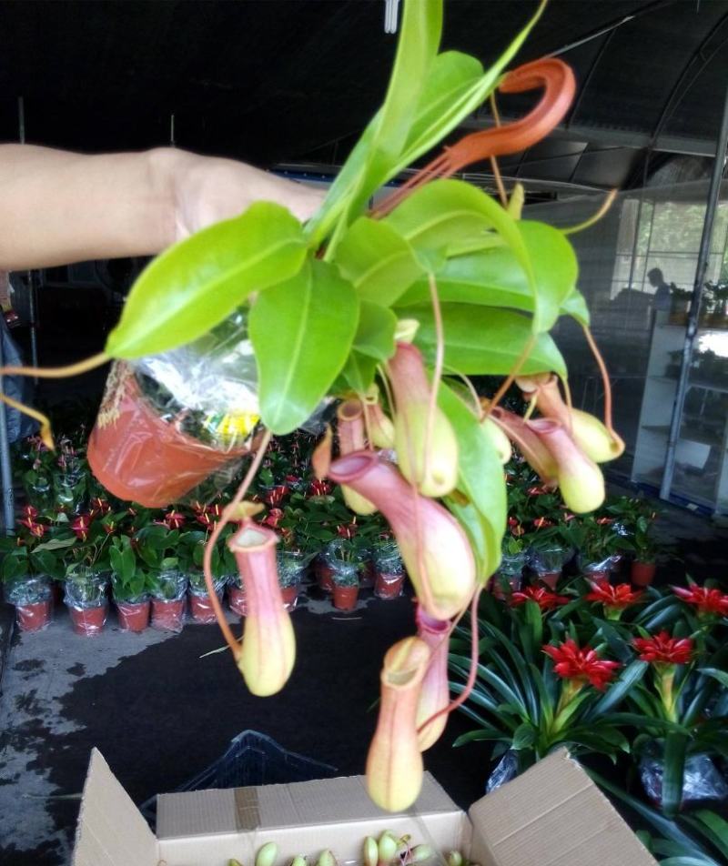 猪笼草盆栽植物花卉室内驱蚊草绿植阳台捕虫草食虫草