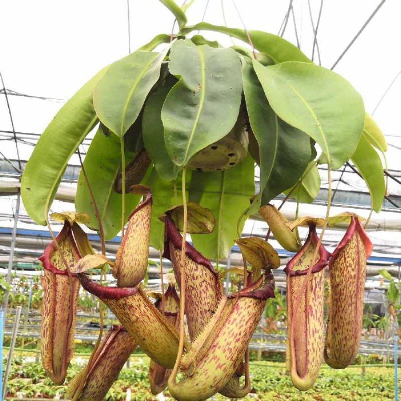 猪笼草盆栽植物花卉室内驱蚊草绿植阳台捕虫草食虫草