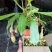 猪笼草盆栽植物花卉室内驱蚊草绿植阳台捕虫草食虫草