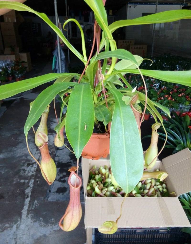 猪笼草盆栽植物花卉室内驱蚊草绿植阳台捕虫草食虫草