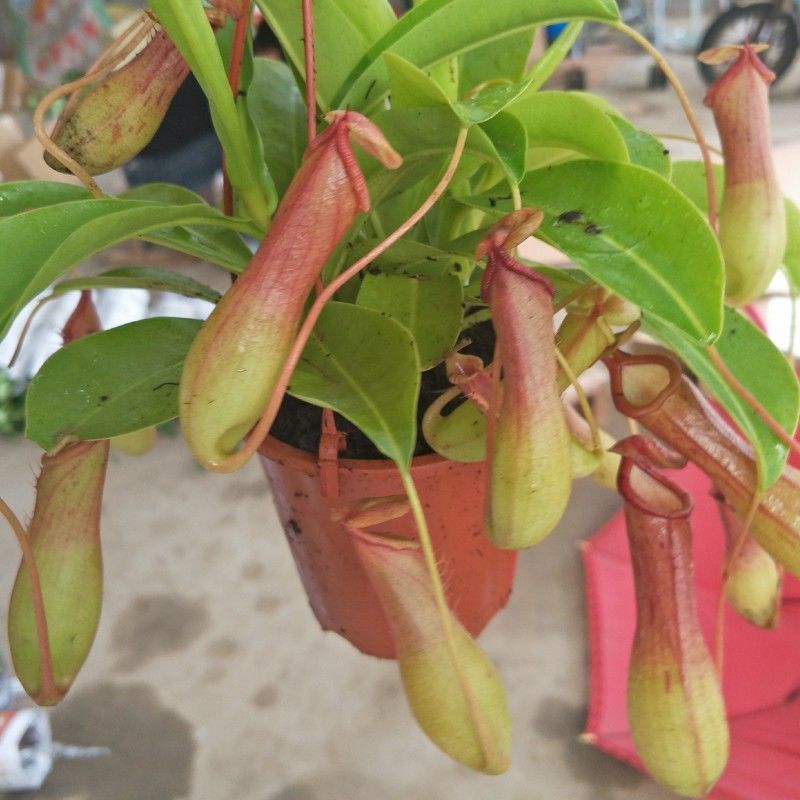 猪笼草盆栽植物花卉室内驱蚊草绿植阳台捕虫草食虫草