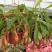 猪笼草盆栽植物花卉室内驱蚊草绿植阳台捕虫草食虫草