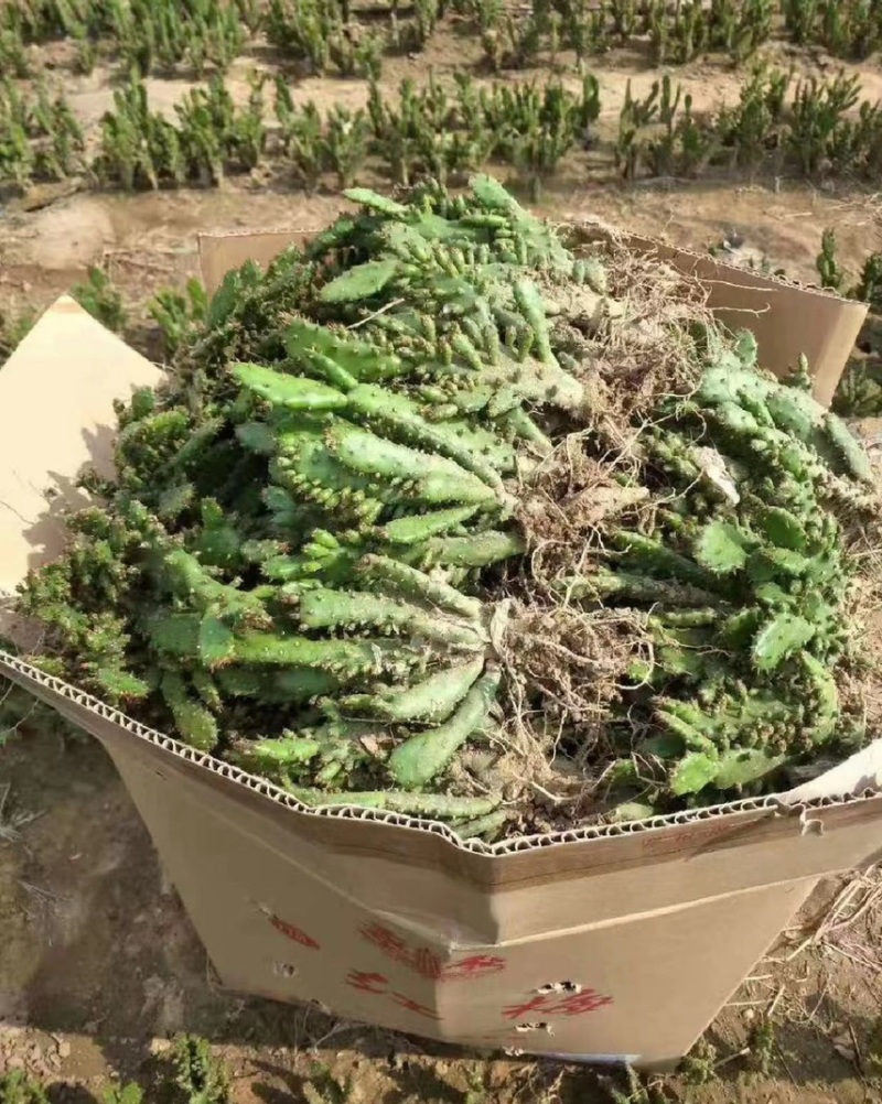 山东花卉苗木