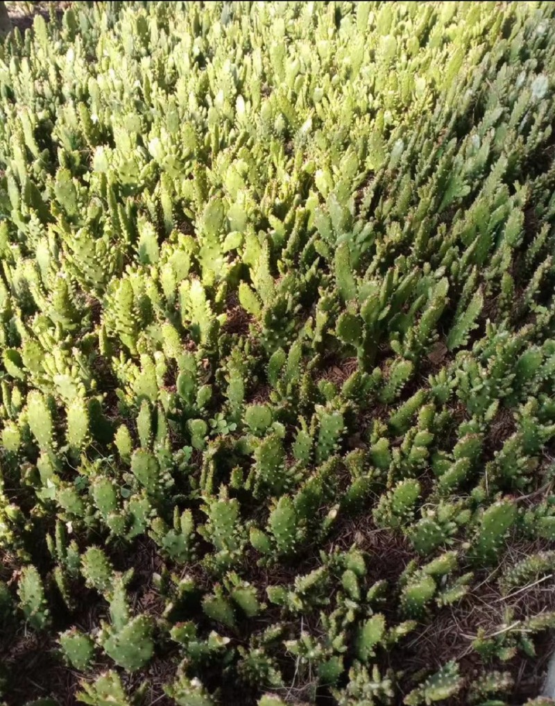 山东花卉苗木