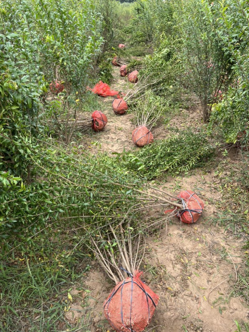 丛生花🌹石榴