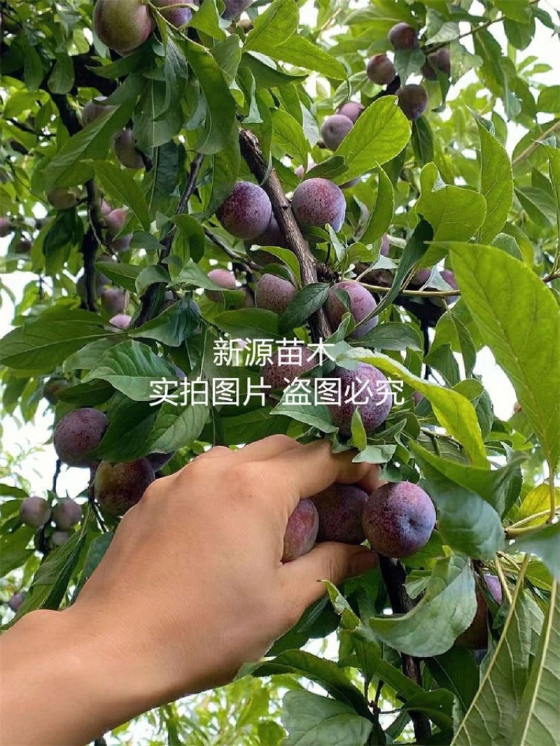 脆红李李子苗嫁接苗包成活包结果支持技术指导可签合同